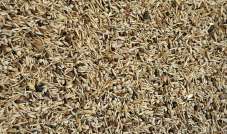 Blattner - Dzikie Nasiona - (Zioła zdrowia) 500 g