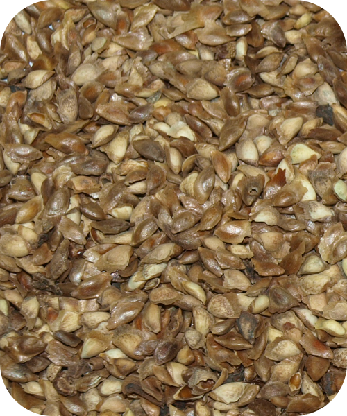 Quiko - Nasiona modrzewia 200 g